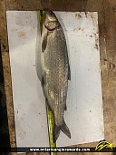 26" Whitefish caught on Lake Simcoe 