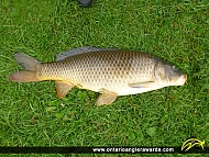 30" Carp caught on Rice Lake