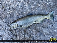 36" Chinook Salmon caught on Ganaraska River