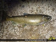 36" Chinook Salmon caught on Ganaraska River