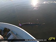 47" Muskie caught on Rideau River