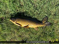 30" Carp caught on Rice Lake