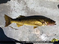 25" Walleye caught on Rice Lake