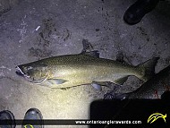 36" Chinook Salmon caught on Lake Ontario