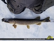 40.5" Northern Pike caught on Pistol Lake