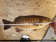 21" Smallmouth Bass caught on Wanapetei Lake