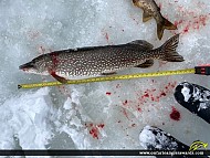 35" Northern Pike caught on Esten Lake