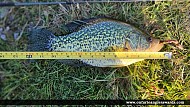 13" Black Crappie caught on Bay of Quinte