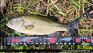 18.235" Largemouth Bass caught on Talbot Wetlands