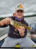 12.25" Yellow Perch caught on Lake of the Woods