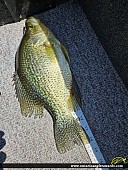 14" Black Crappie caught on Wabigoon Lake