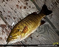 18" Smallmouth Bass caught on balsam lake