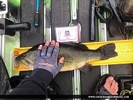 20" Largemouth Bass caught on Tay River