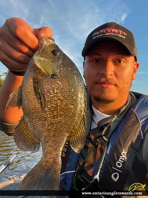 10.75" Bluegill caught on La Cloche Lake