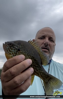 9.25" Pumpkinseed caught on Gloucester Pool