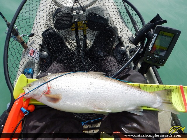 23.5" Brown Trout caught on Lake Ontario