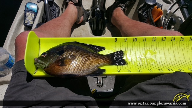 9" Bluegill caught on Bay of Quinte
