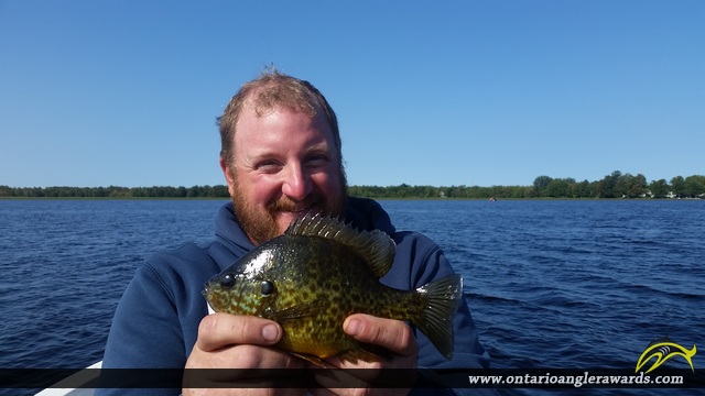 9" Bluegill caught on Mississippi Lake 