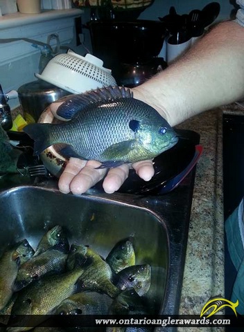 9.25" Bluegill caught on Welland River