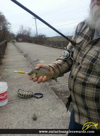 9" Bluegill caught on Welland River