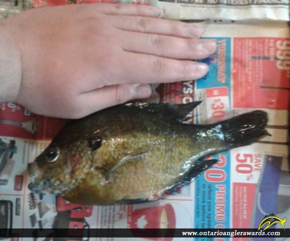 10.5" Bluegill caught on House Lake