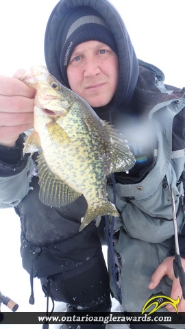 10.50" Bluegill caught on Magnetawan River