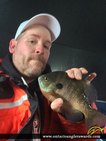 10" Bluegill caught on Pinafore Lake