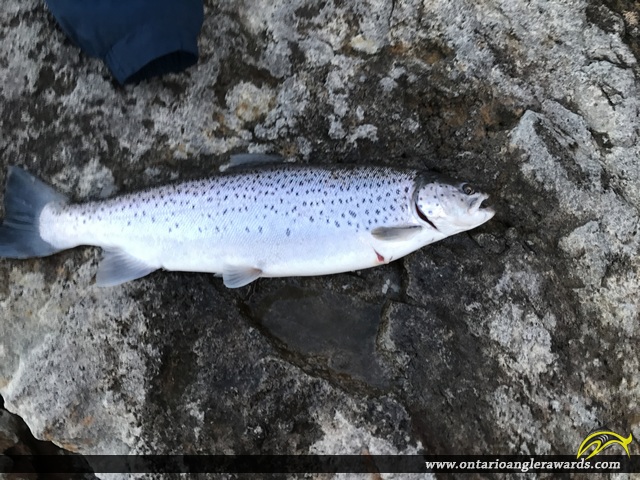 22" Brown Trout caught on Lake Ontario