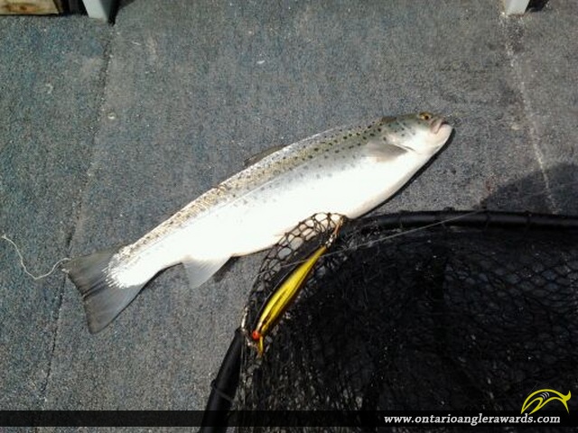 22.5" Brown Trout caught on Lake Ontario