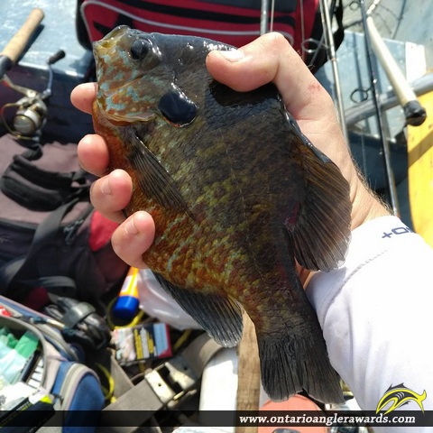 10" Pumpkinseed caught on Mississippi Lake