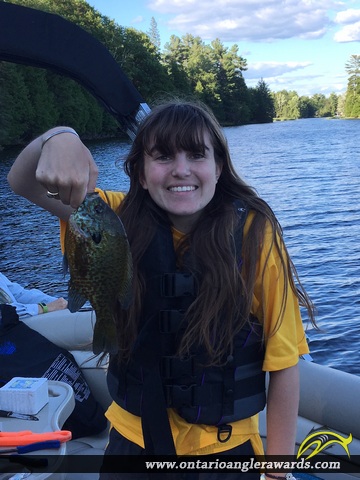 9.5" Bluegill caught on Jack\'s Lake