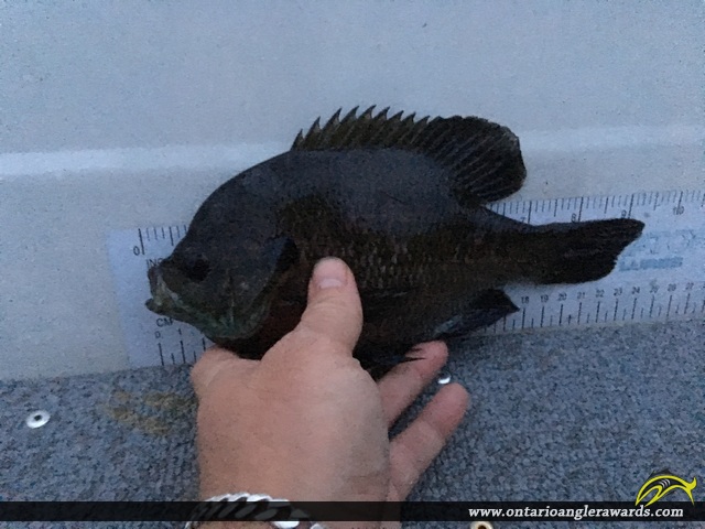 9" Bluegill caught on Jack lake 