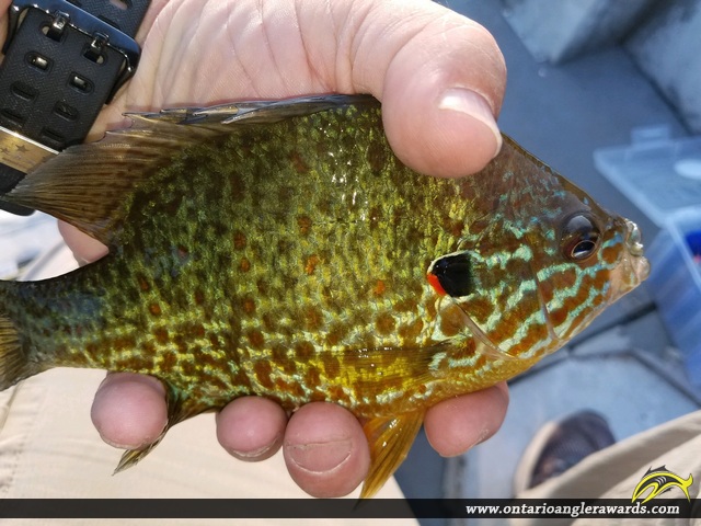 9" Pumpkinseed caught on Ottawa River