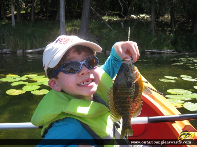 9" Pumpkinseed caught on Loon Lake