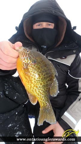 9.25" Pumpkinseed caught on Magnetawan River