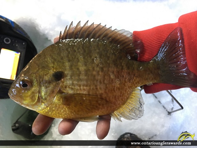 10" Bluegill caught on Rideau River