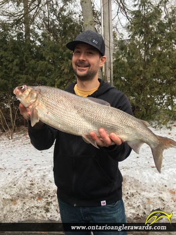 25.5" Whitefish caught on Lake Simcoe