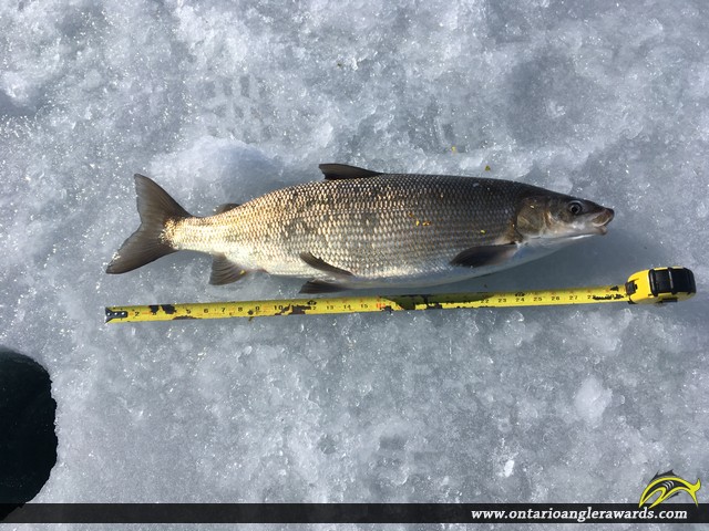 30" Whitefish caught on Lake Superior
