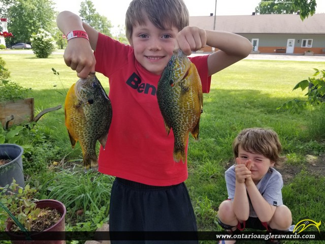 9.5" Pumpkinseed caught on Lake St. Clair