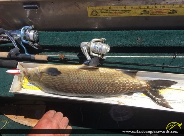 24" Whitefish caught on Wawang Lake