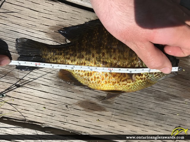 9" Pumpkinseed caught on Cowan Lake