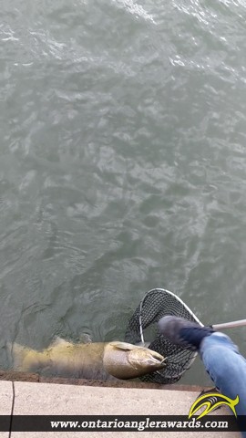 35" Brown Trout caught on Lake Ontario