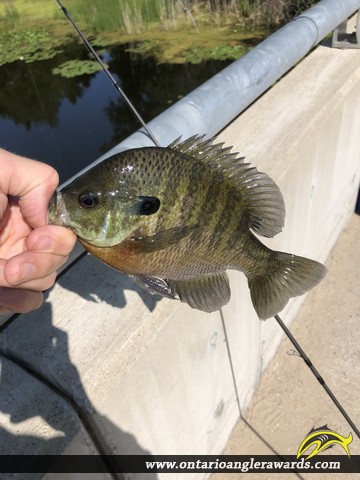 9" Bluegill caught on Mud Creek