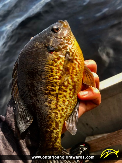 9" Pumpkinseed caught on Cowan Lake