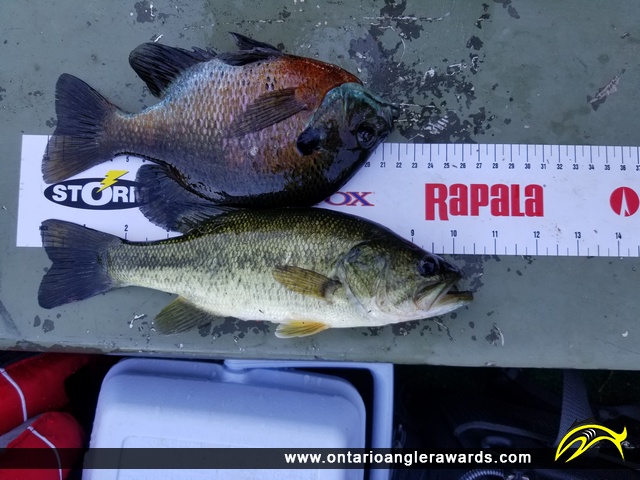 9.0" Bluegill caught on Bennett Lake