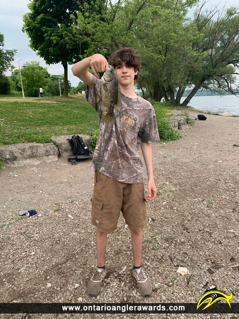 11" Rock Bass caught on Hamilton Harbour
