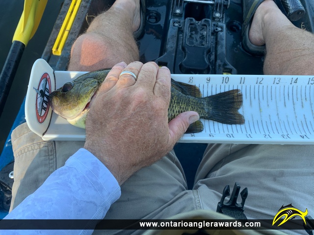 11" Rock Bass caught on Norcan Lake