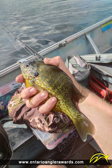 10" Pumpkinseed caught on Big Rideau Lake