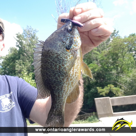10.5" Pumpkinseed caught on Mountsberg Creek