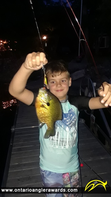 11" Bluegill caught on Mississippi Lake